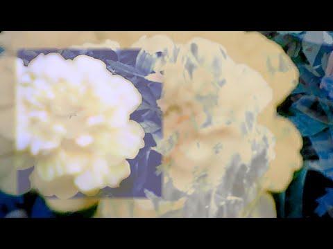 Video thumbnail for Dandelion