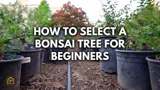 How to Choose Your First Bonsai Tree: A Beginner's Guide to Purpose, Size & Style