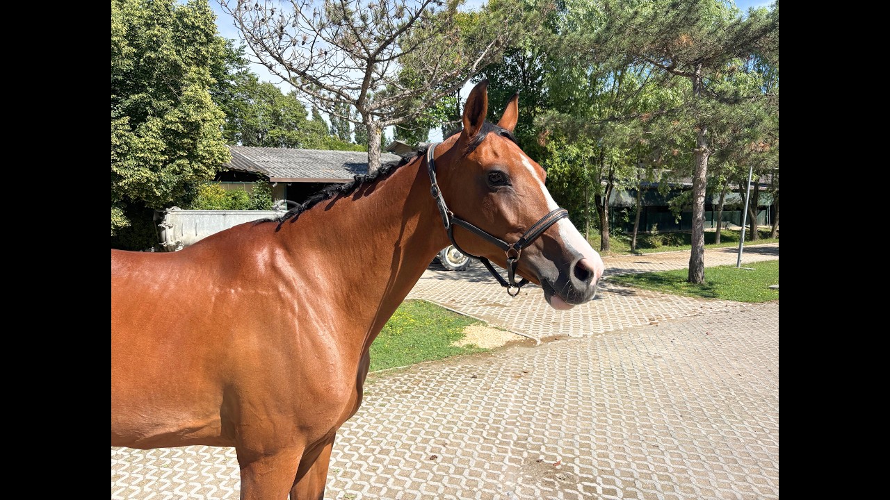 Calet (CASALLCO x CLINTON II) video 1