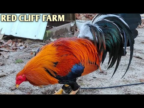 Sweater Yellow leg hatch Grey - RED CLIFF FARM