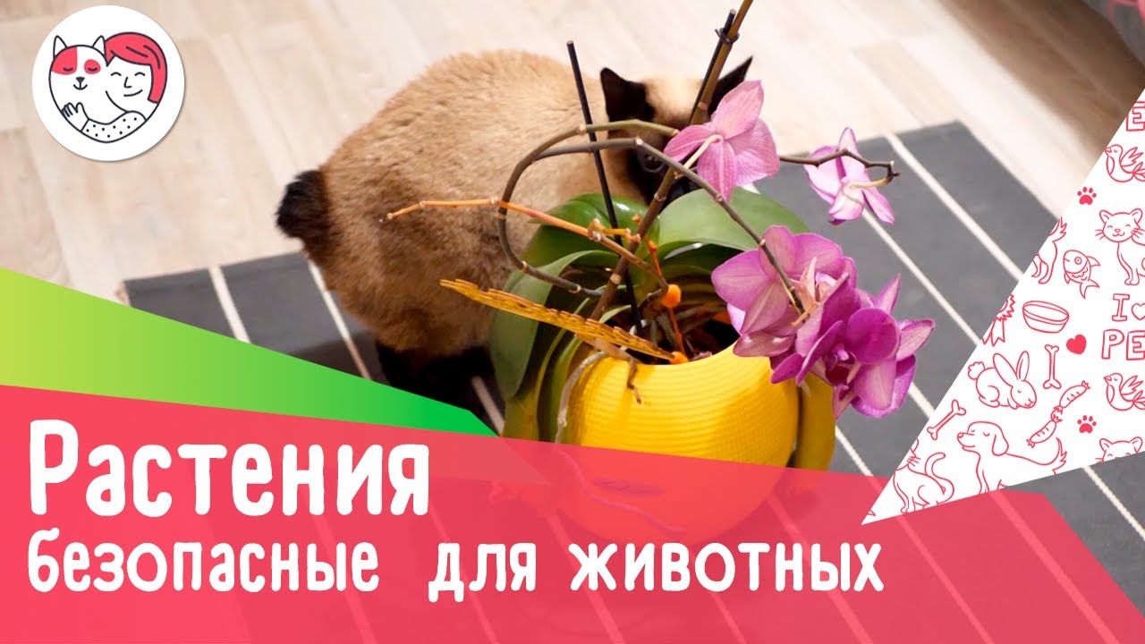 7 безопасных для домашних животных комнатных растений