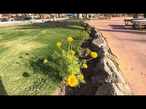 Videos del Golf Beach Resort 5★ en Sharm El Sheikh, EgiptoVer MásVerPrecios12CerrarConsulta por Whatsapp 🇦🇷BookingTripadvisorExpediaTravelocityOrbitzTripSkyscannerDespegarKayakHotelesLastminuteTui