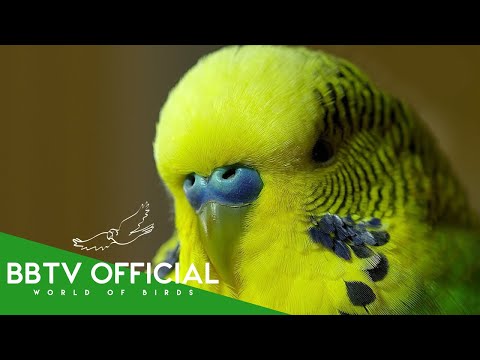 Most Beautiful Birds in the World | Part 05 | Wildlife Documentary | BBTV Official