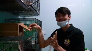 Download lagu Belajar Budidaya Parkit yuk - IPOP mp3