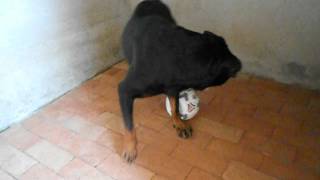 preview picture of video 'Sasha Rottweiler'