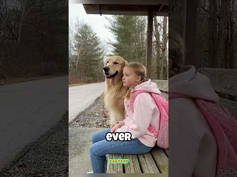 🐶💛 Goldie, la perrita HEROÍNA que salvó a su mejor amiga de un ataque de coyotes 😱🏥 #shortsfeed