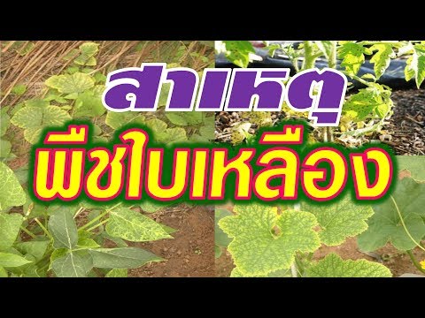 Prostatilen และความแข็งแรงในผู้ชาย ลูกจันทน์เทศสำหรับความอ่อนแอ