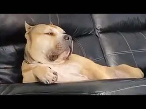 Un chien fait un clin d'œil à un autre chien, c'est la vidéo la plus drôle !