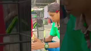 Download lagu Status wa KICAU MANIA (nyeting burung ) mp3