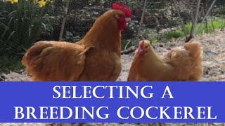 Selecting a Breeding Cockerel