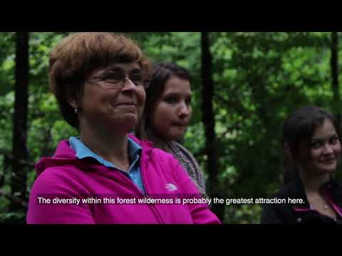 download lagu mp3 mp4 Kalkalpen National Park Lynx, download lagu Kalkalpen National Park Lynx gratis, unduh video klip Kalkalpen National Park Lynx