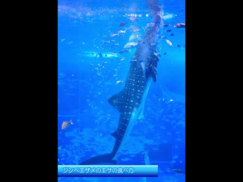 ジンベエザメのエサの食べ方（美ら海水族館）