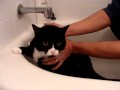 Felix Tuxedo Cat Whines And Meows While Sad In Bath