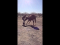Horse Deep Sedation Induction In The Field
