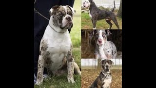 preview picture of video 'CATAHOULA BULLDOGS INFO ABOUT THEM'