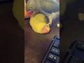 Personal Space Talkingbird Talkingparrot Cuteanimals Funnyanimals Couplegoals Couple