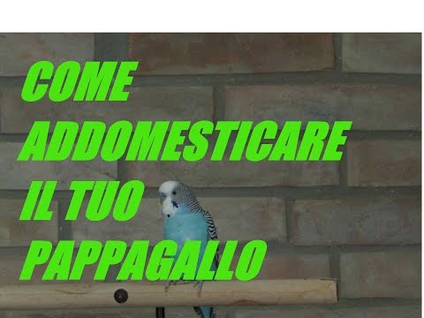 Targhe da vermi alla persona il più a buon mercato Dieta per eliminazione di parassiti da un corpo umano