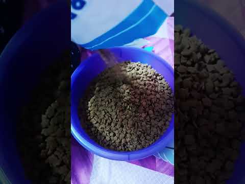 Pure pet cat food review 🐱