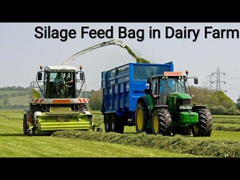 The Best Cattle Silage Feed Bag in Dairy Farm. बेग में बनाया हुआ साइलेज।