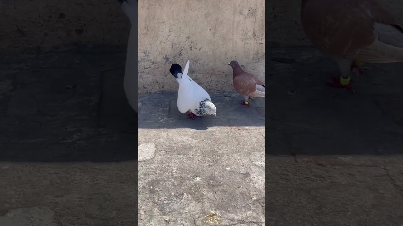 Day 54|| kal or aj ek kabutar pakda 🕊️🪤|| #pigeon #trendingshorts #original #dailyminivlogs #like