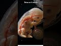 Fetus at 4 Weeks | Early Pregnancy Development Explained