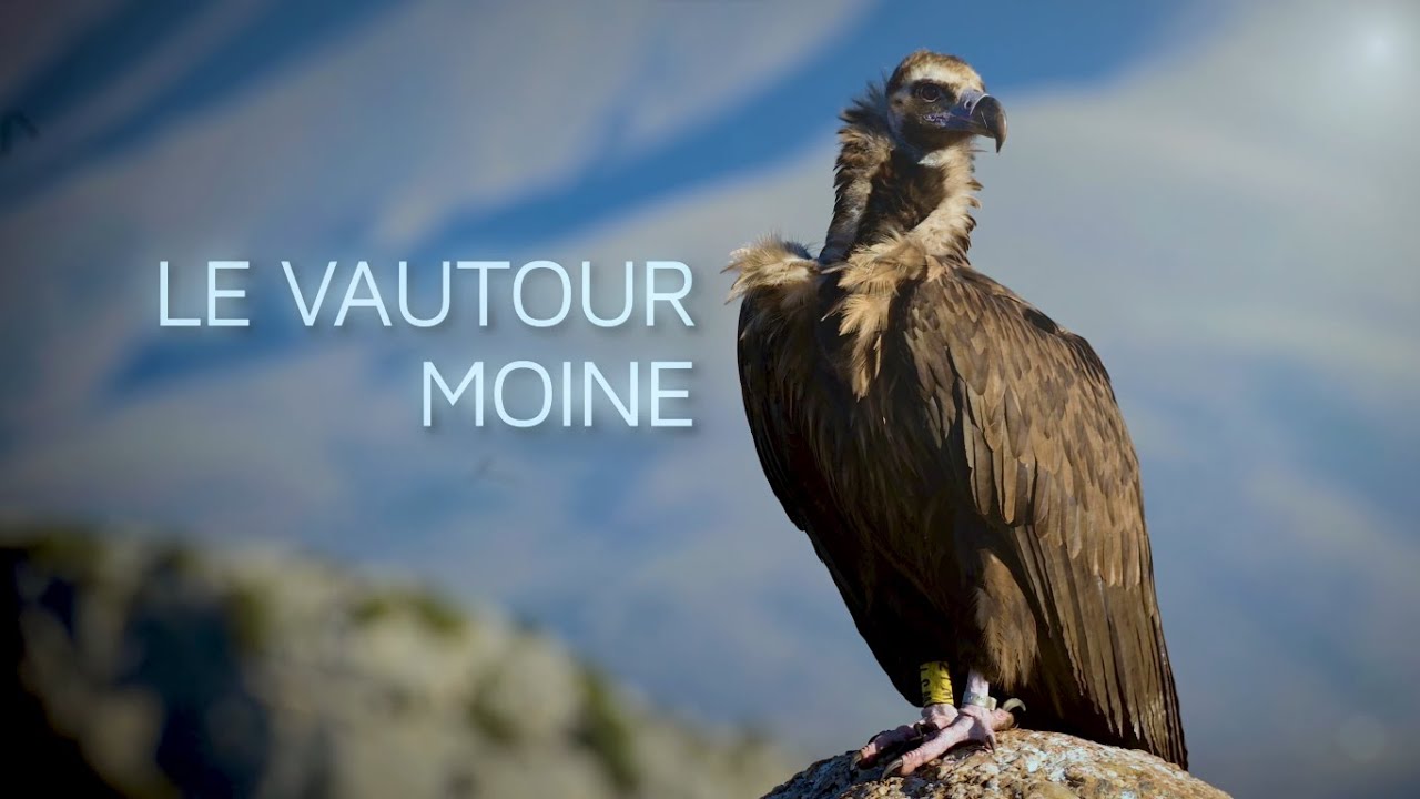 Le Vautour Moine