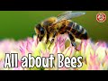 Learn About Bees Fun Kids Educational Pollinators Bees Educationalvideos Homeeducation Bee