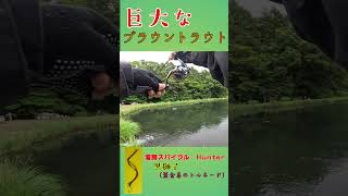 沖の表層に巨大なブラウントラウトが隠れていた？！#shorts #エリアトラウト #釣り