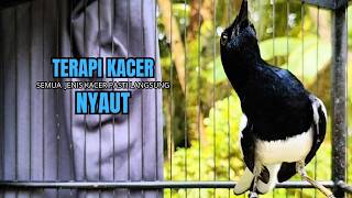 Download lagu PANCINGAN KACER TERBAIK bikin Semua Jenis Kacer LANGSUNG KONSLET, Terapi Kacer Agar GACOR NGEPLONG mp3