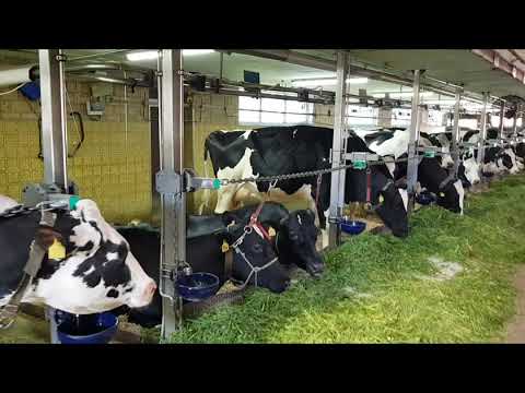 Kuhstall 2020: Prämierter Anbindestall