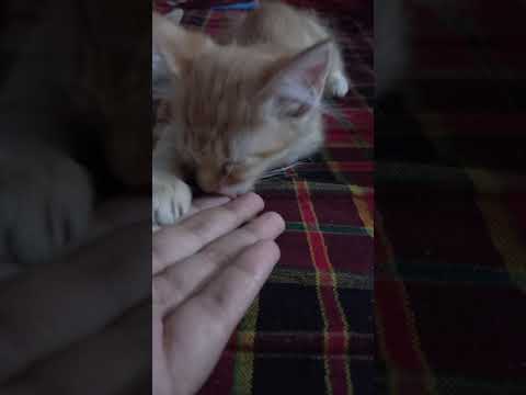 Sleepy Cat wants my hand near him 😍😍