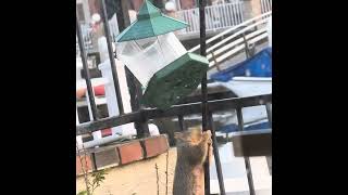 Squirrel working hard for feed