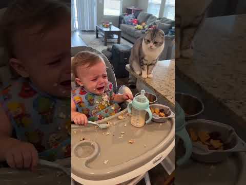 🧱🐯 Baby Built The Tower... Curious Kitty Couldn't Resist! 😂 #shorts #funnybaby #catlover
