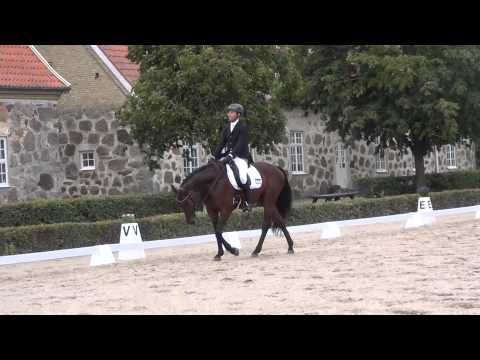 Carter f. 2010 Breeders FT dressyr 2015
