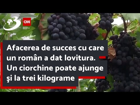 Afacerea de succes cu care un român a dat lovitura