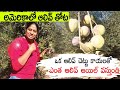 మంచి లాభం వచ్చే పంట ఇది|| olive Orchards in USA|| telugu vlogs from USA|| #shwaara