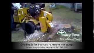 preview picture of video 'Monroe NY Stump Grinding Service Tommy Trees NY Tree Services 845 590 9255 stump removal'