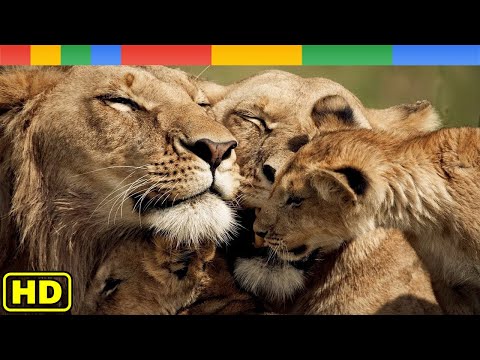 Lion Documentary  - Rise of Luangwa Lion Pride - Nat Geo Wild Documentary HD