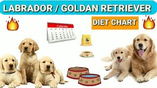 Food Chart For Golden Retriever Puppies