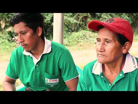 Guardianes del Agua: Conservación de Fuentes Hídricas en Cacao Orgánico (PIAF-EL CEIBO)