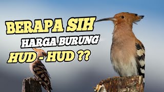 Download lagu Mengenal Lebih Dekat Burung Hud Hud / Berapa sih Harga Burung HUD HUD? mp3 Download lagu Mengenal Lebih Dekat Burung Hud Hud / Berapa sih Harga Burung HUD HUD? mp3