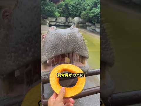 賢い飼育員がカバにいたずらをしました❤️#shorts