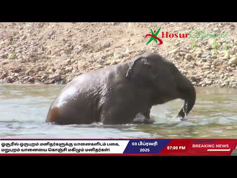 ஓசூரில் ஒருபுறம் மனிதர்களுக்கு யானைகளிடம் பகை, மறுபுறம் யானையை கொஞ்சி மகிழும் மனிதர்கள்! 