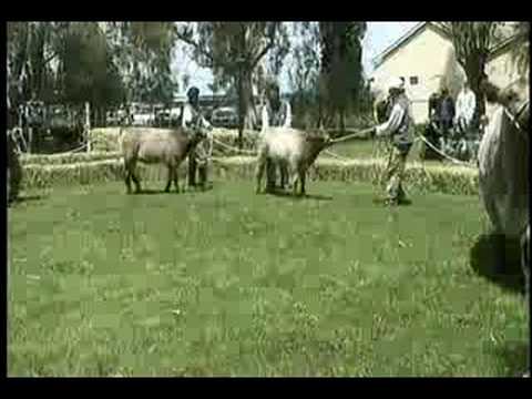 clones Shorthorn nota canal 9 argentina