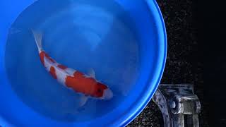 video van Sanke  2111009