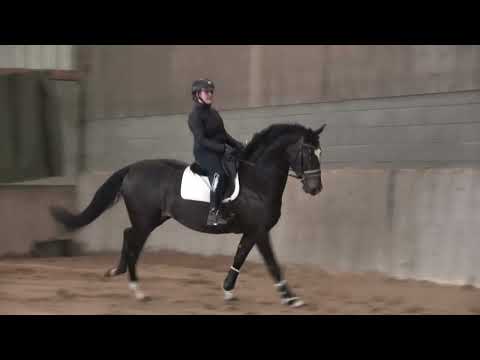 Intero KWPN Cavallo da Sport Neerlandese In vendita 2021 Baio scuro ,  Daily Diamond 