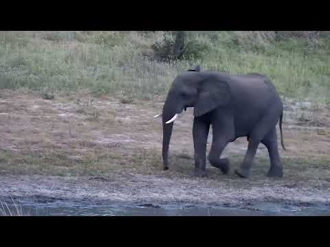 Djuma: Elephant with belly hernia that is with a small herd - 18:51 - 01/26/2023