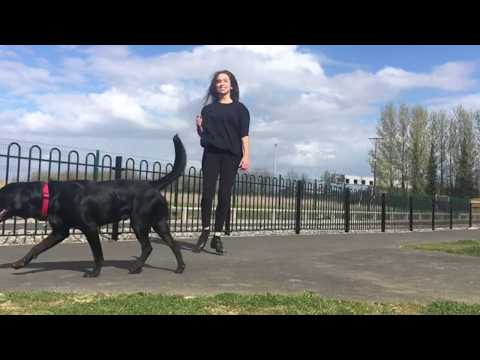 Dis Dancing with The Irish House Party in Dublin.