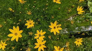 一种非常适合“懒人”种植的花卉——轮叶金鸡菊