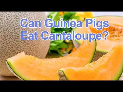 YouTube video about: Can guinea pigs eat honeydew melon?